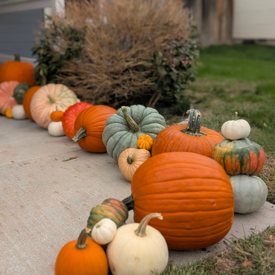 Mini Pumpkin Patch