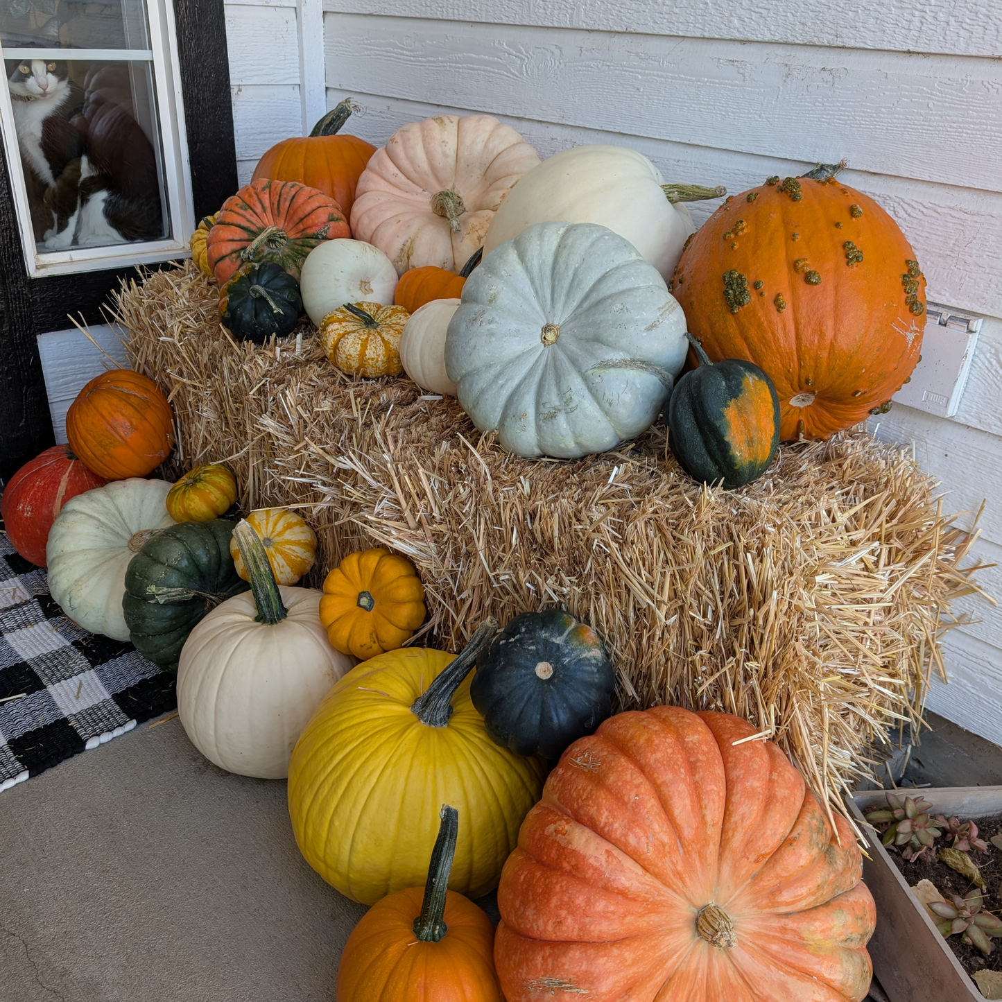 Mini Pumpkin Patch