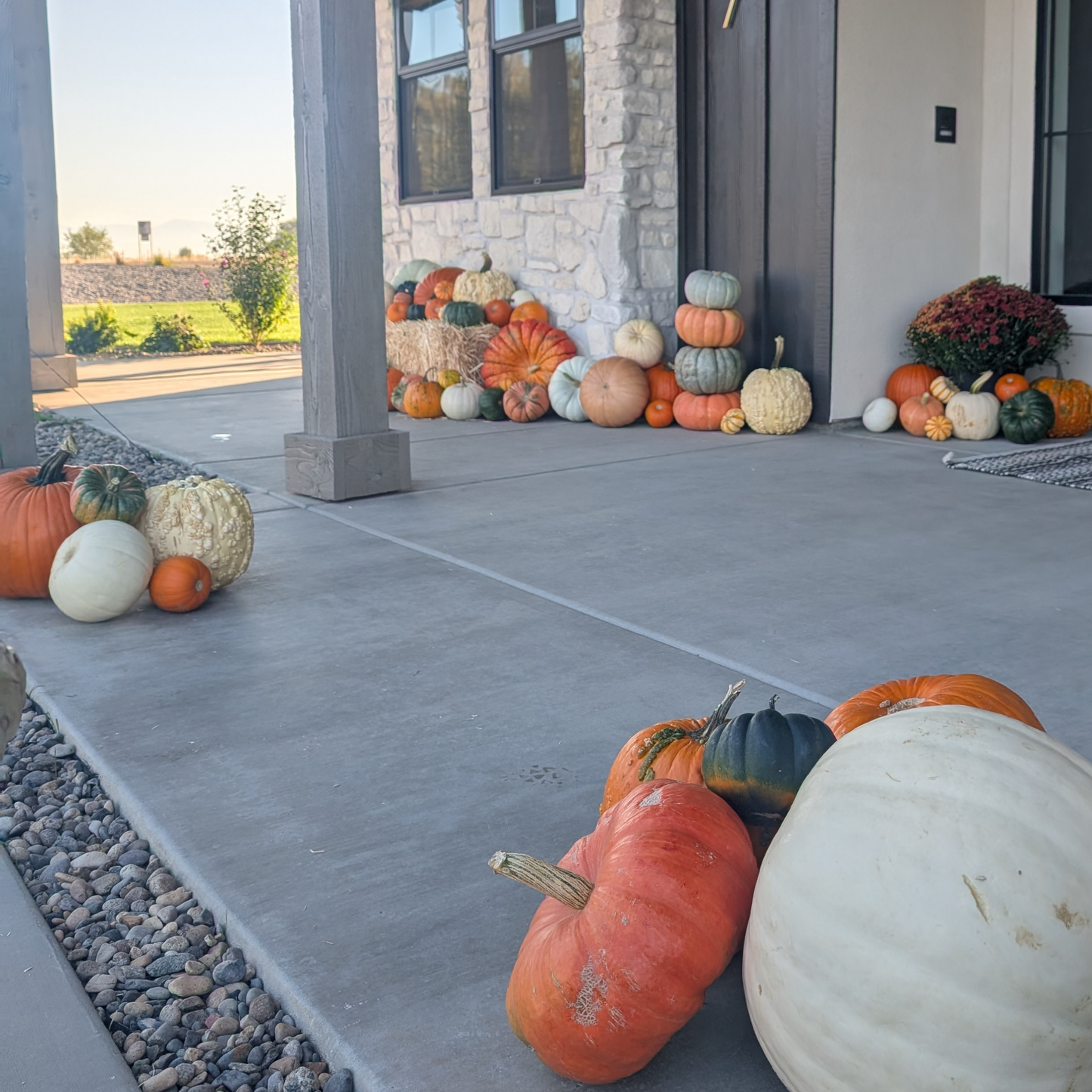 Mighty Pumpkin Patch