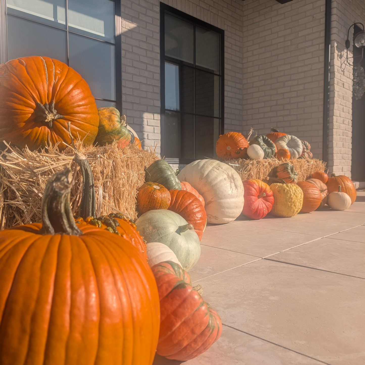 Mighty Pumpkin Patch