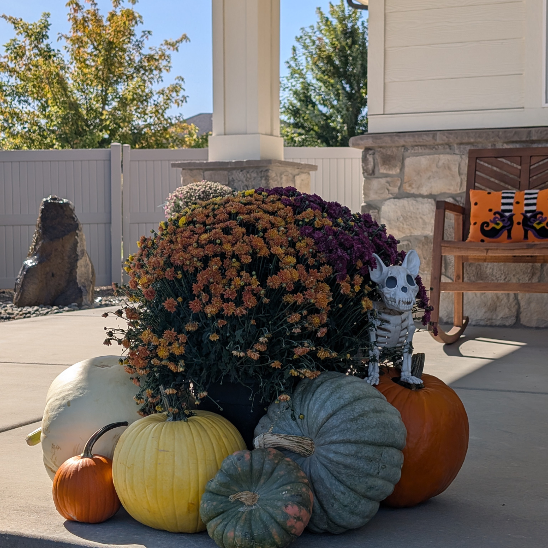 Mini Pumpkin Patch